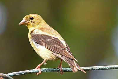 goldfinch-81167.jpg