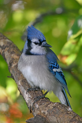 bluejay-81215.jpg