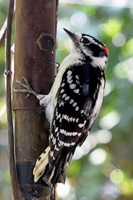 hairy-woodpecker-81282.jpg