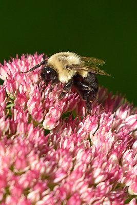 bumble-bee-81254.jpg