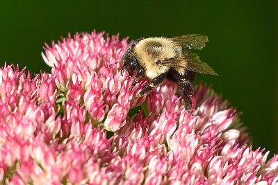 bumble-bee-81253.jpg