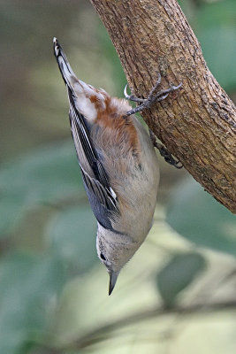 nuthatch-81334.jpg