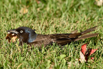 grackle-81320.jpg