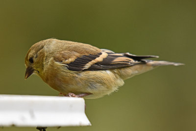 goldfinch-81380.jpg