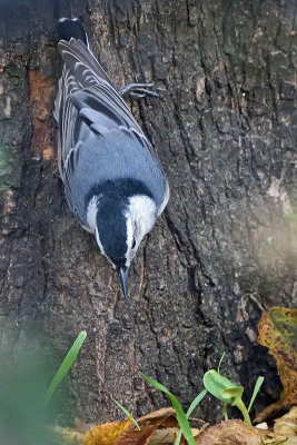 nuthatch-81343.jpg