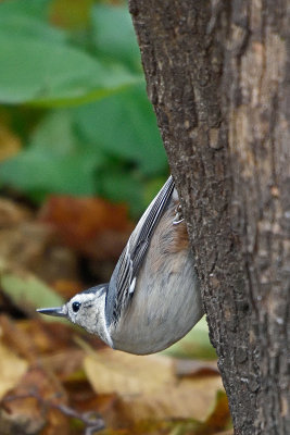 nuthatch-81352.jpg