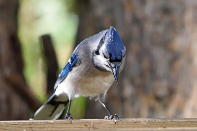 blue-jay-81475.jpg