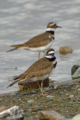 killdeer-81584.jpg