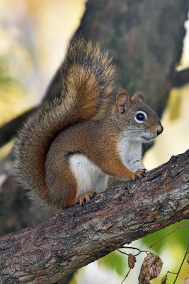 red-squirrel-81446.jpg