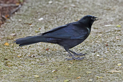 blackbird-81768.jpg