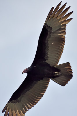 turkey-vulture-81619.jpg