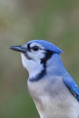blue-jay-81462.jpg