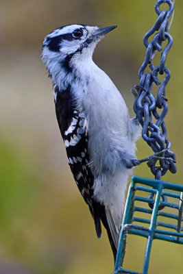hairy-woodpecker-81490.jpg