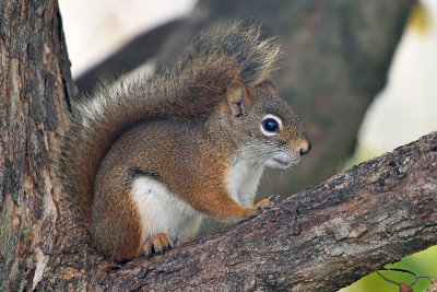 red-squirrel-81448.jpg