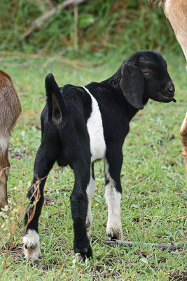 baby-goat-81616.jpg