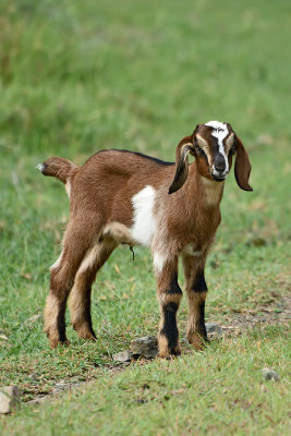 baby-goat-81614.jpg