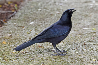 blackbird-81769.jpg
