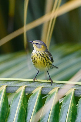 warbler-81819.jpg