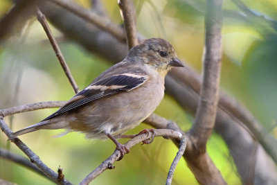 goldfinch-81481.jpg