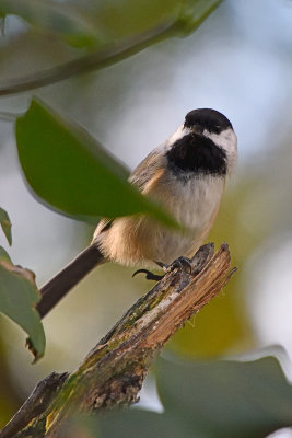 chickadee-81503.jpg