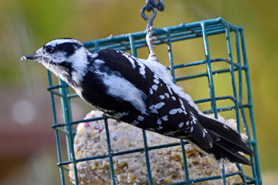 hairy-woodpecker-81496.jpg