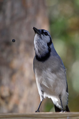 blue-jay-playing-baseball-81478.jpg