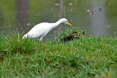 egret-81674.jpg