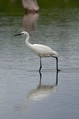 egret-81683.jpg