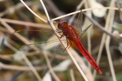 dragonfly-82014.jpg