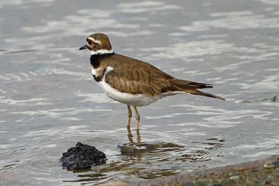 killdeer-81583.jpg