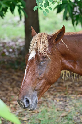 horse-sleeping-81662.jpg