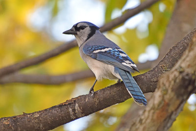 blue-jay-81466.jpg