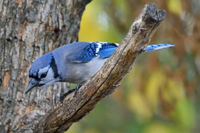 blue-jay-81470.jpg