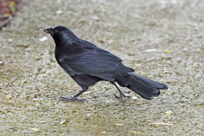 blackbird-81770.jpg