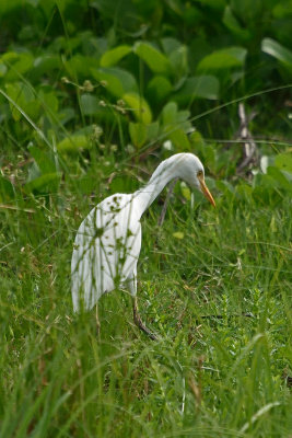 egret-81594.jpg