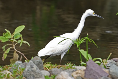 egret-82025.jpg