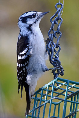 hairy-woodpecker-81489.jpg