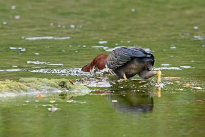 green-heron-fishing-81985.jpg