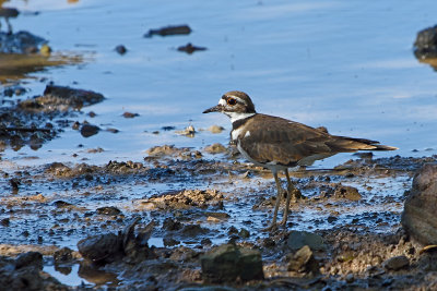 killdeer-82062.jpg