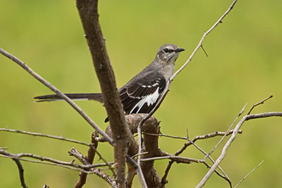 mockingbird-81689.jpg