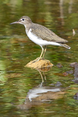 sandpiper-81579.jpg