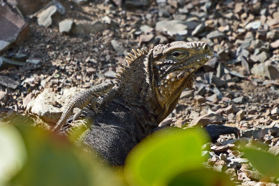 iguana-with-baby-81915.jpg