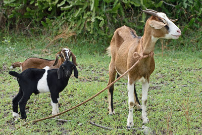 goats-mom-and-babies-81617.jpg