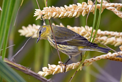 warbler-81718.jpg