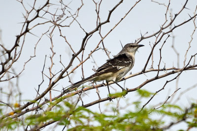 mockingbird-81572.jpg