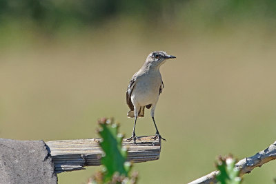 mockingbird-82076.jpg