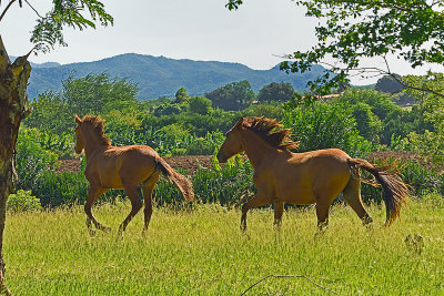 horses-on-roadside-82080.jpg