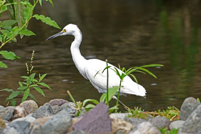 egret-82026.jpg