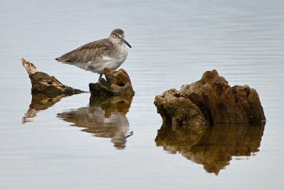 sandpiper-81682.jpg