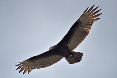 turkey-vulture-81618.jpg